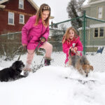 dogs in snow